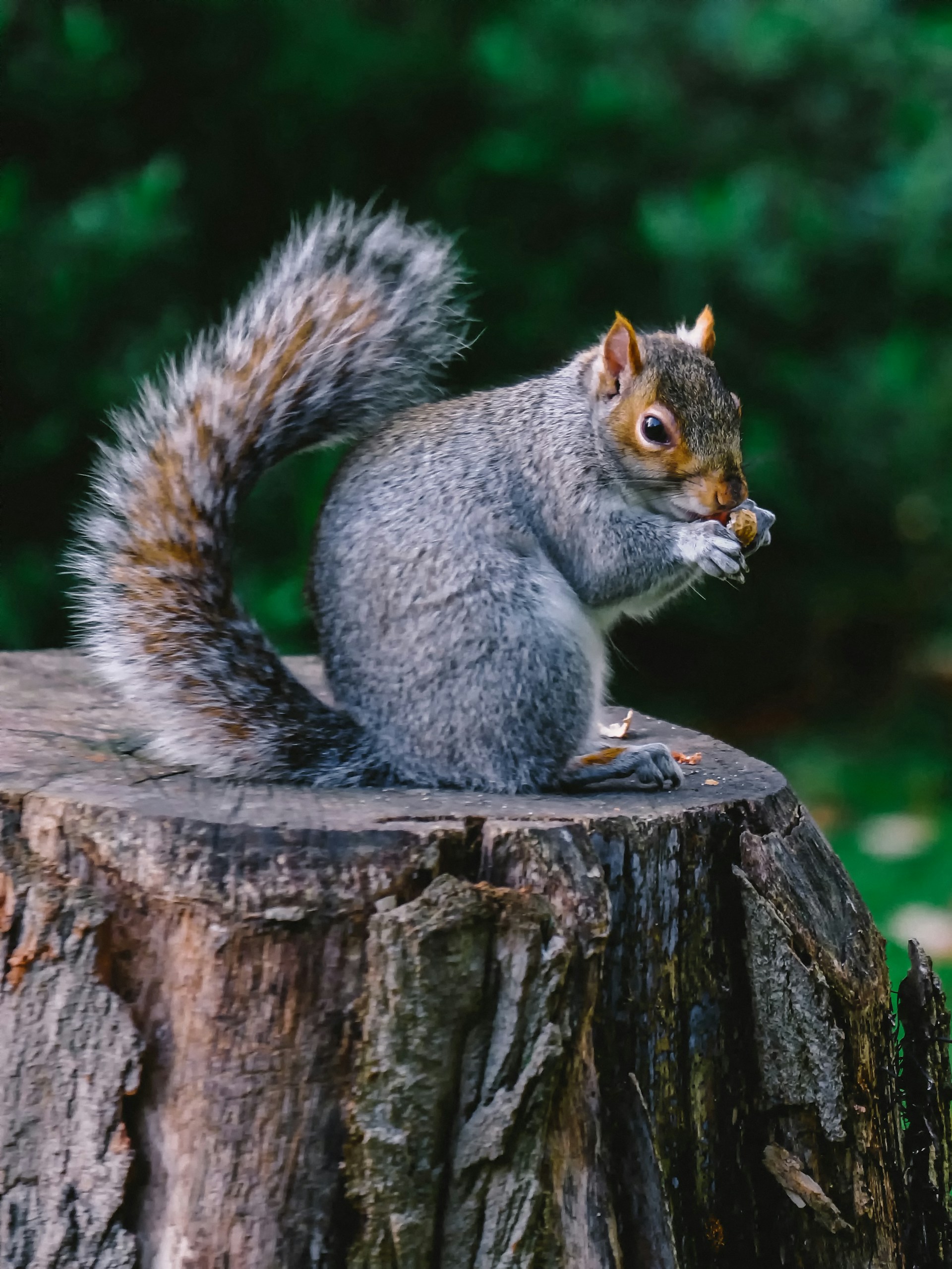 Squirrel in a forest