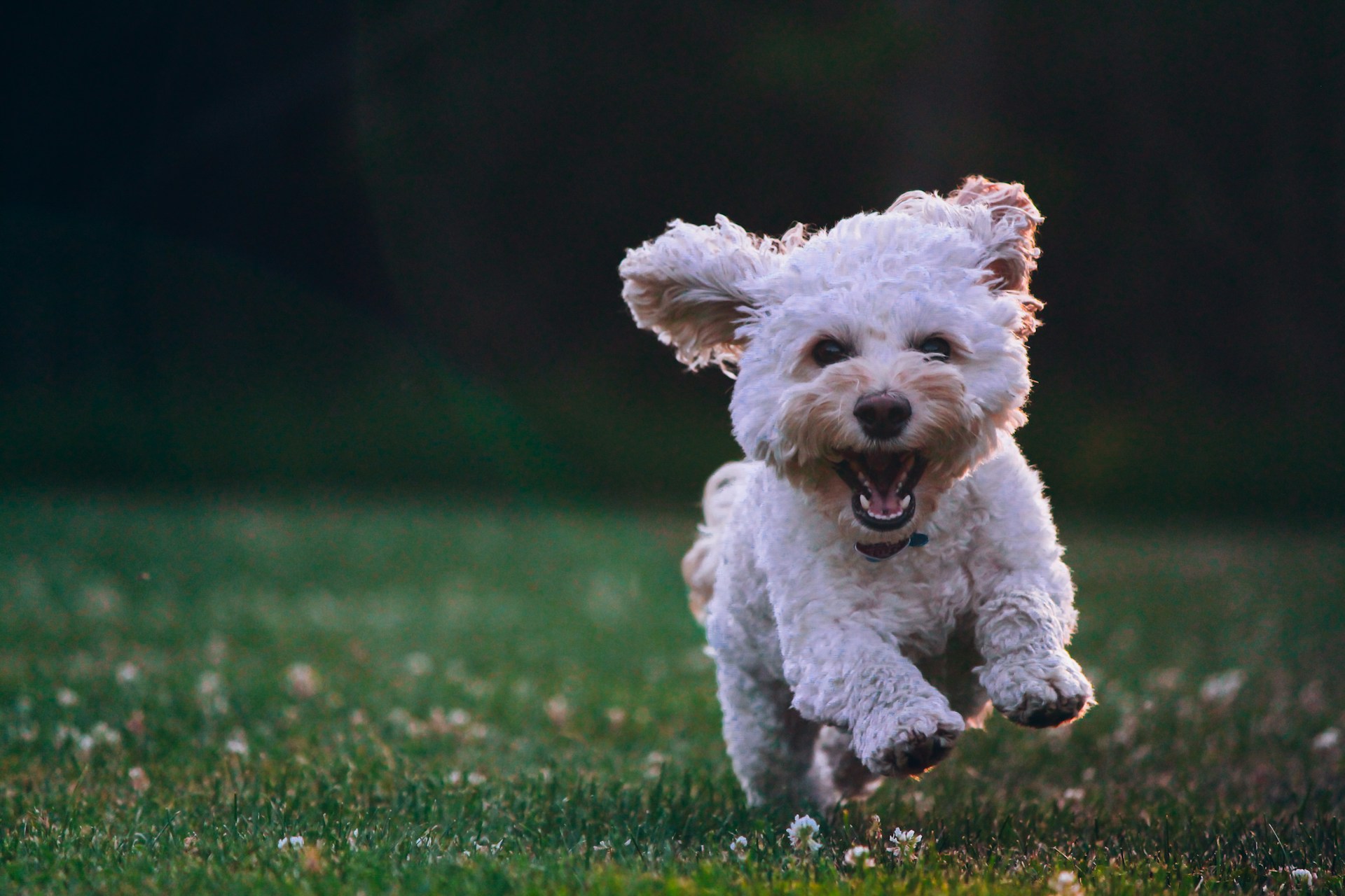Small white dog running in backyard